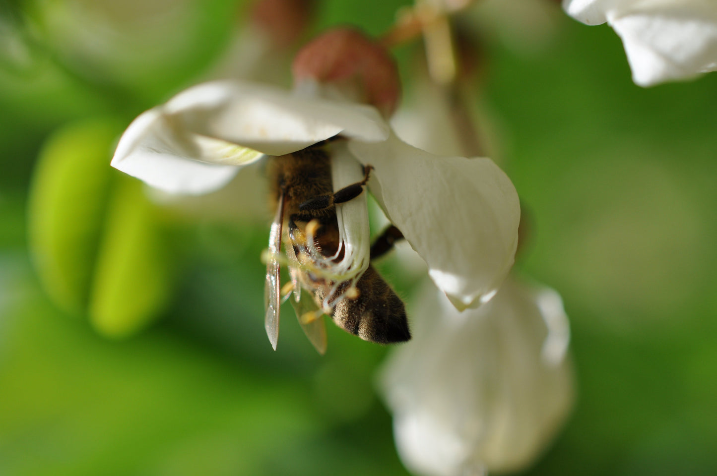 Why do bees need beekeepers to survive today?