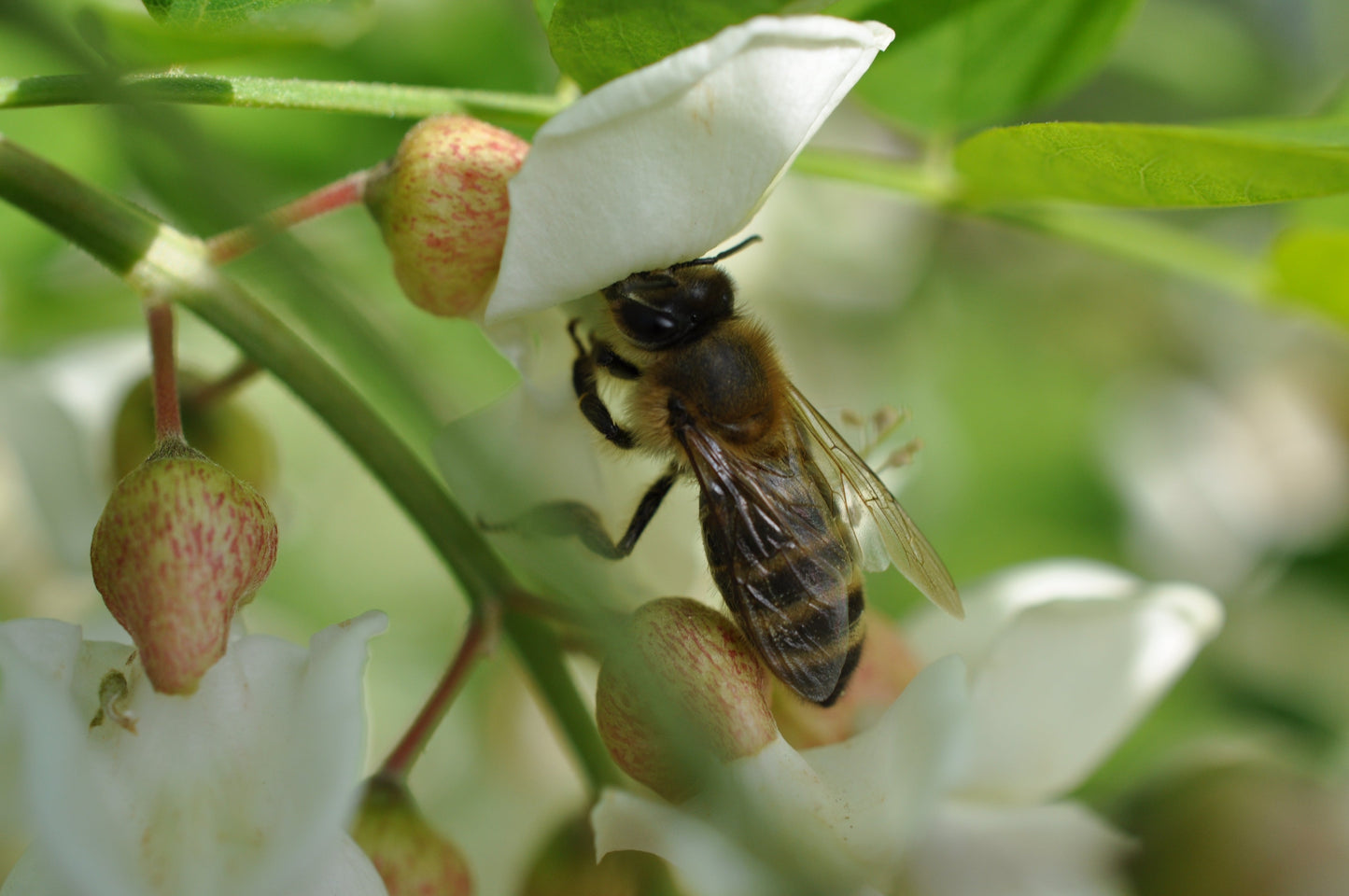 HONEY: the perfect sweetener