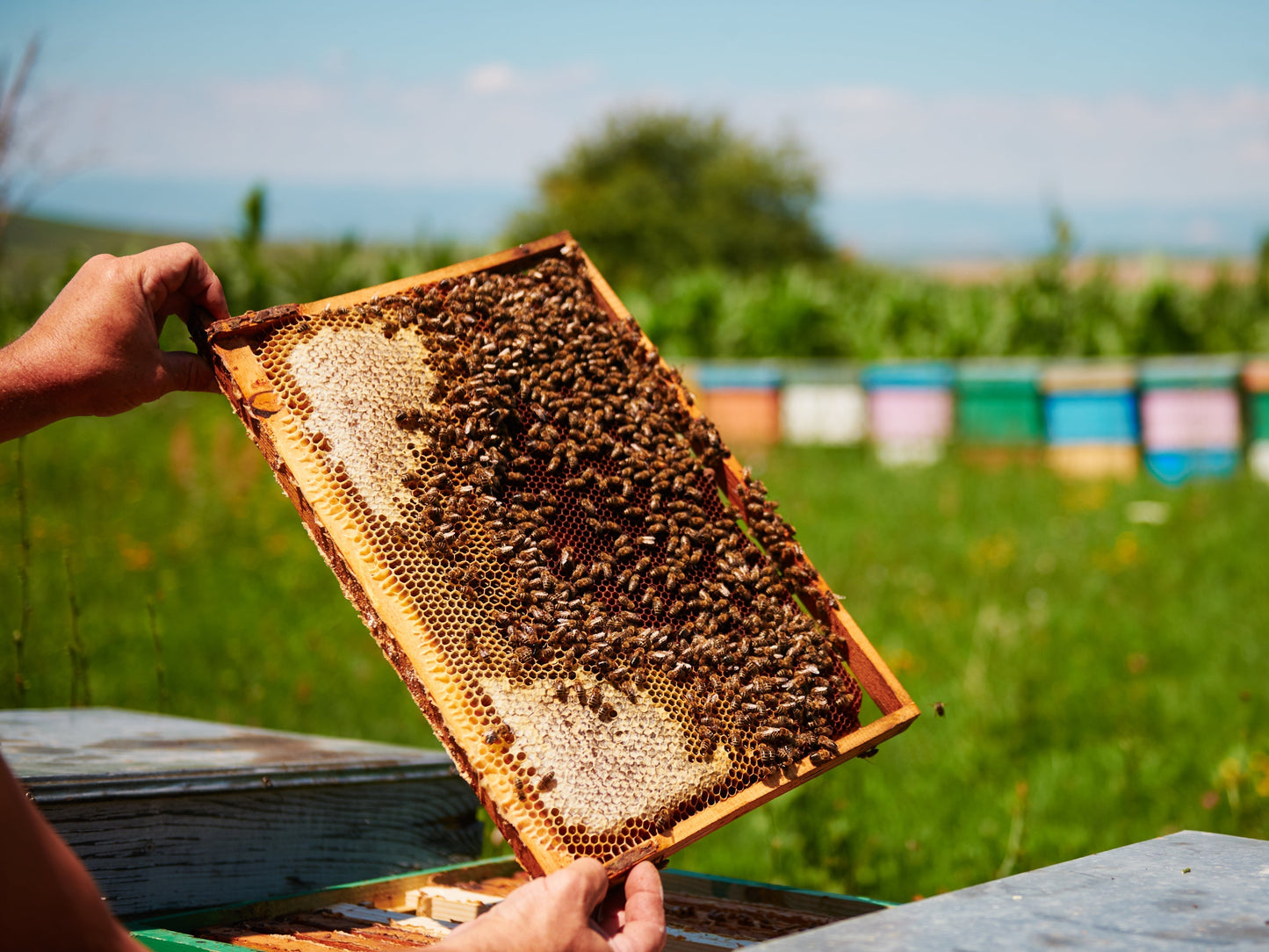 honey